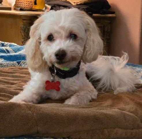 Enlarge Petree, a Adoptable mixed breed in San Diego, CA image 2/3