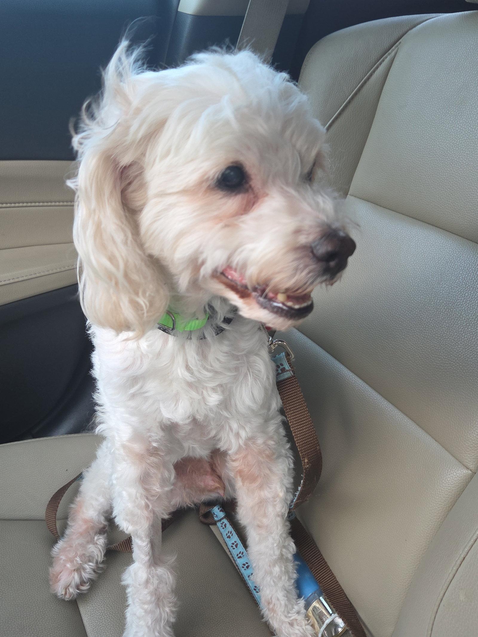 Enlarge Petree, a Adoptable mixed breed in San Diego, CA image 3/3