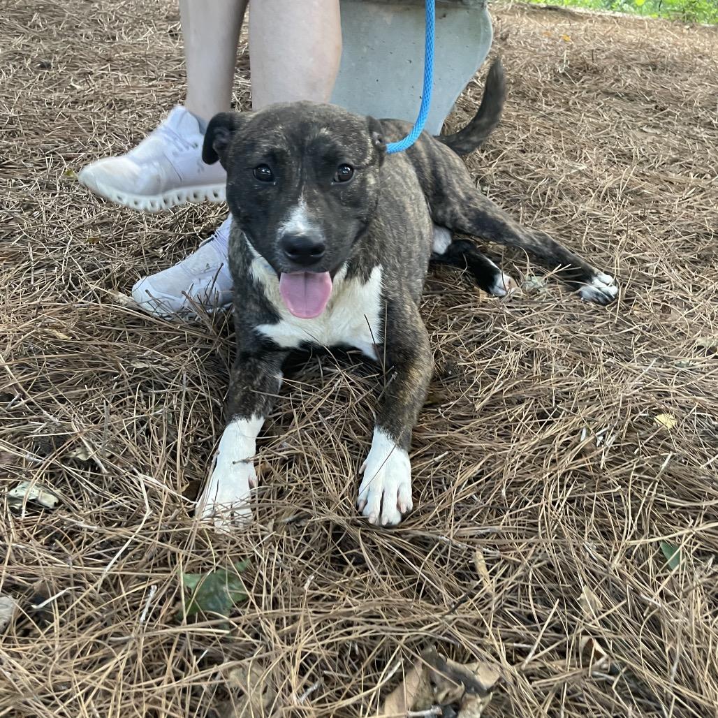 Bones 1908, Adoptable, Adult Male Mixed Breed.