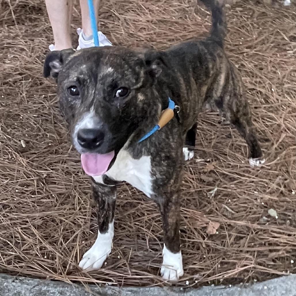 Bones 1908 — thumbnail 2