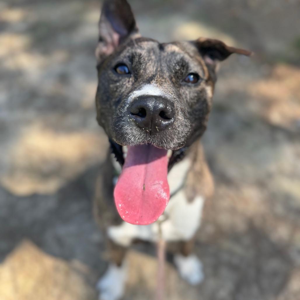 Bones 1908, a Adoptable Mixed Breed in Columbus, GA image 3/6