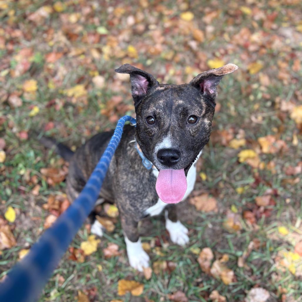 Bones 1908, a Adoptable Mixed Breed in Columbus, GA image 3/6