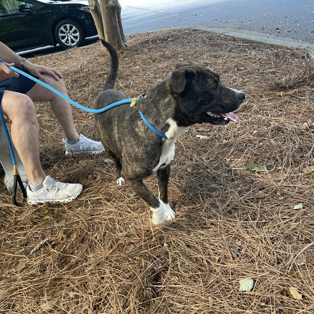 Bones 1908, a Adoptable Mixed Breed in Columbus, GA image 4/6