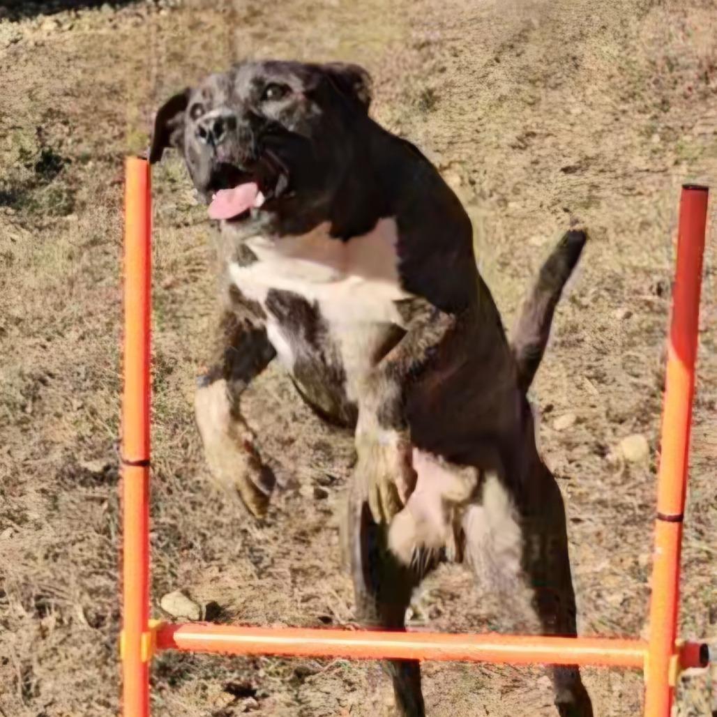 Bones 1908, a Adoptable Mixed Breed in Columbus, GA image 5/6