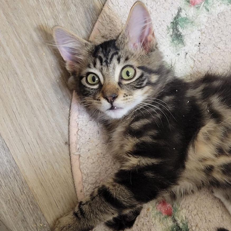 Enlarge Bruce, a Adoptable Domestic Short Hair in Spokane, WA image 3/5