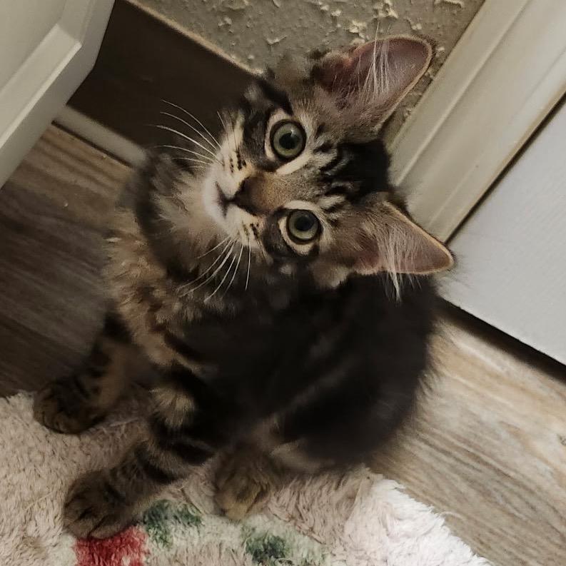 Enlarge Bruce, a Adoptable Domestic Short Hair in Spokane, WA image 4/5
