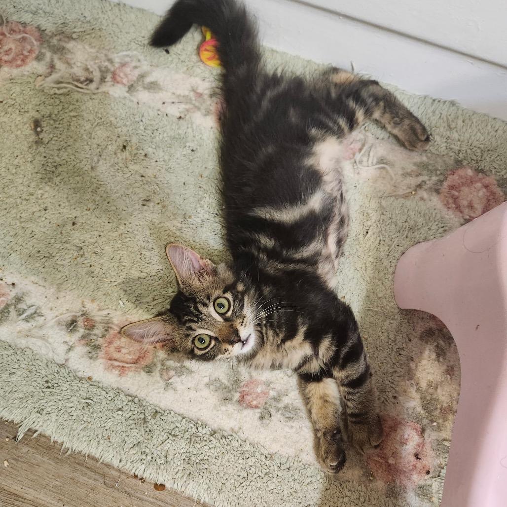 Enlarge Bruce, a Adoptable Domestic Short Hair in Spokane, WA image 5/5