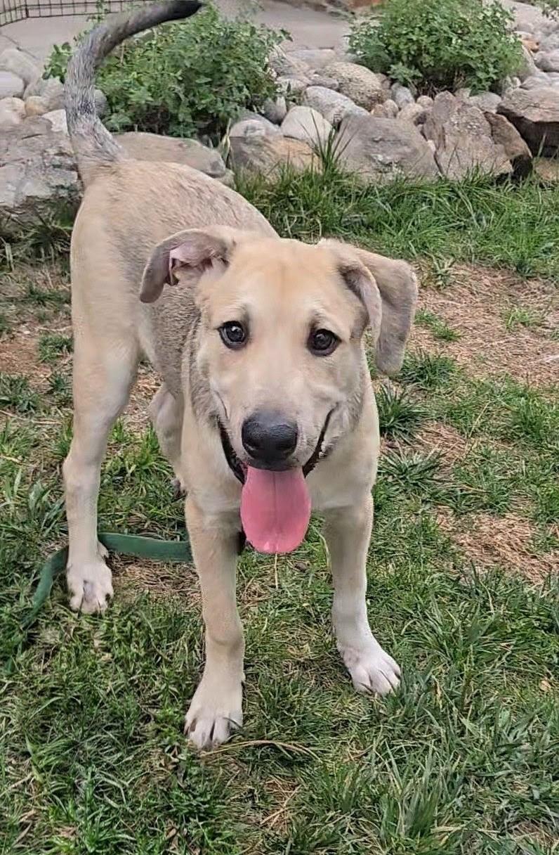 Enlarge Nigel, a Adoptable mixed breed in Highlands Ranch, CO image 6/6
