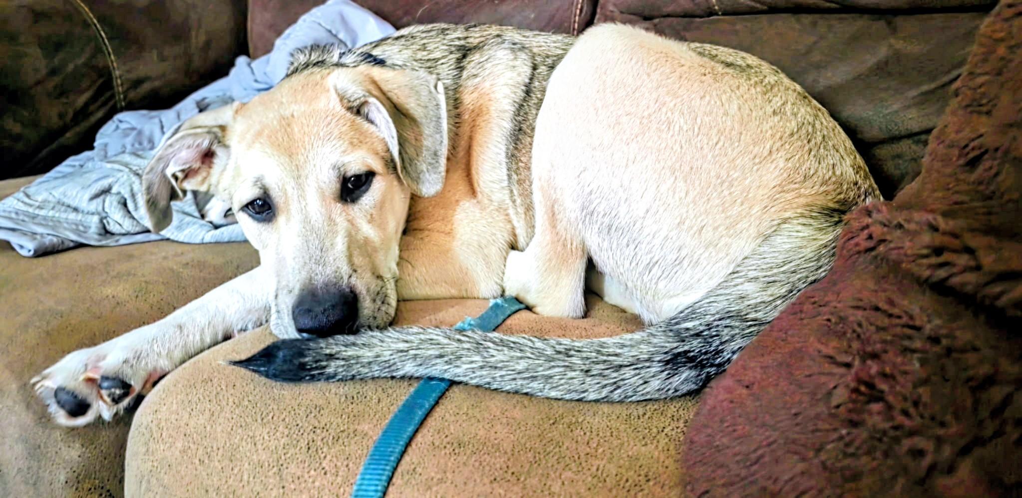 Enlarge Nigel, a Adoptable mixed breed in Highlands Ranch, CO image 5/6