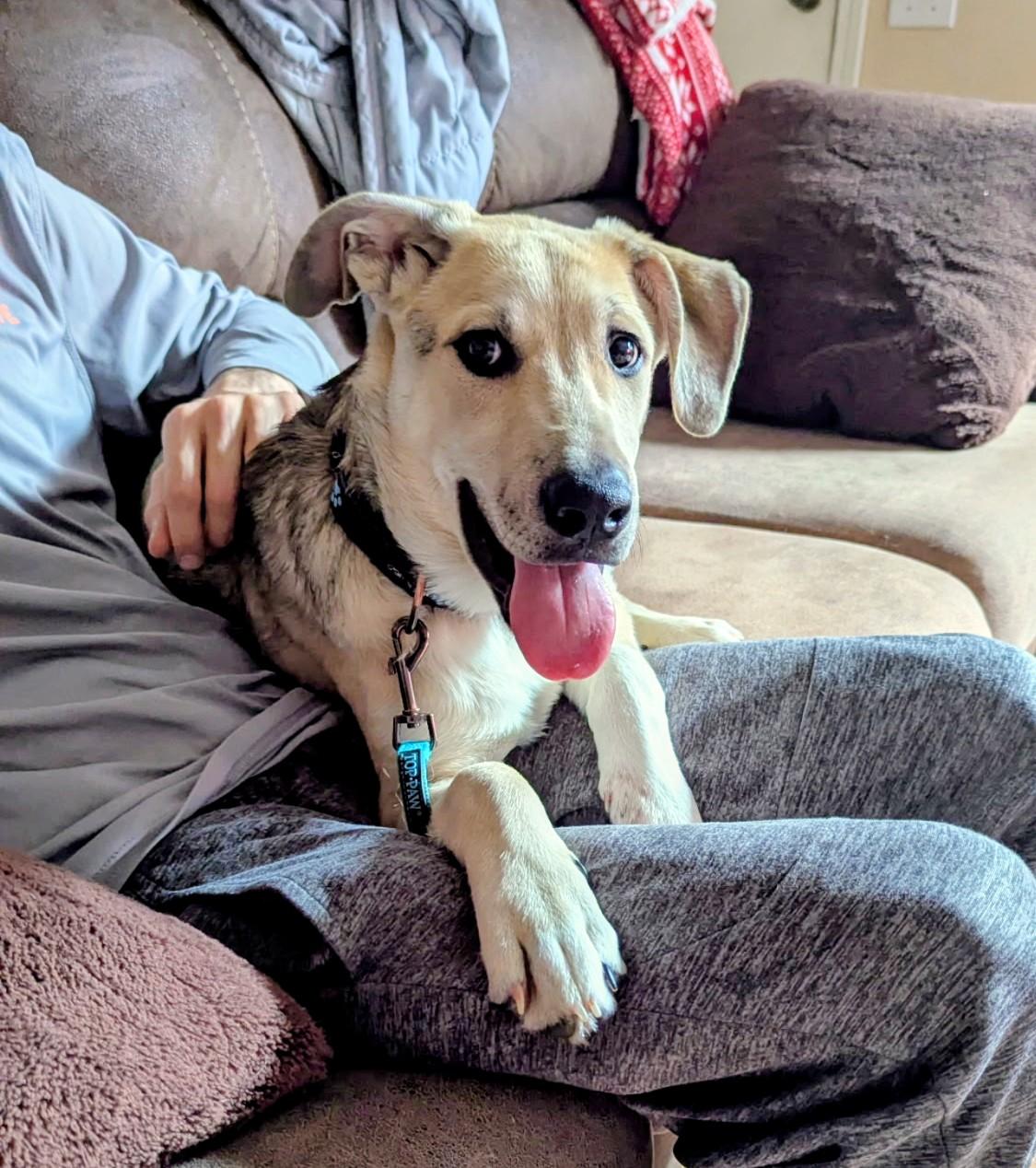 Nigel, Adoptable, Young Male Shepherd & Mixed Breed.