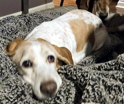 MACY - ADOPTION PENDING!, Adoptable, Adult Female Basset Hound.