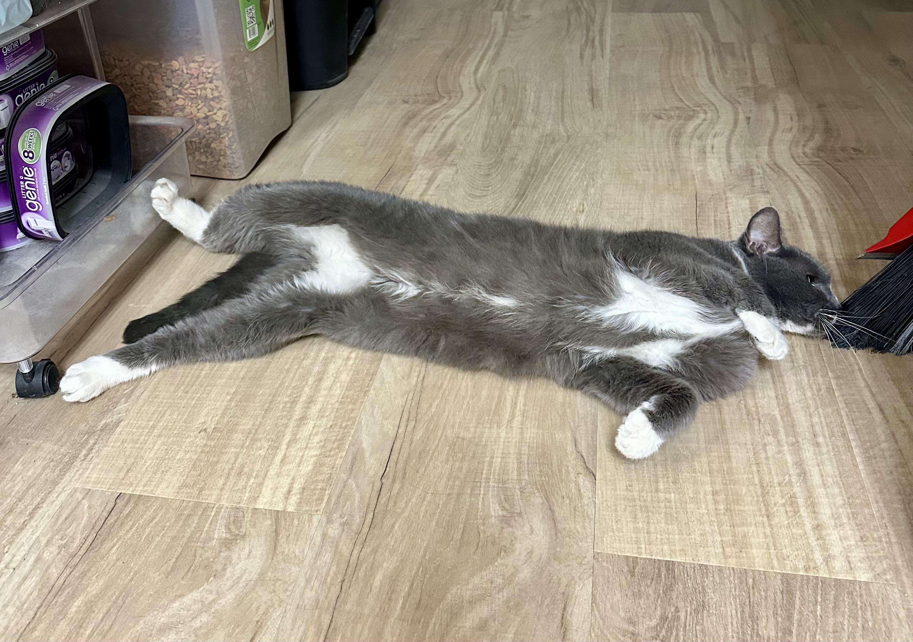 Zayne, a ADOPTABLE Tuxedo in Plainville, CT image 6/6