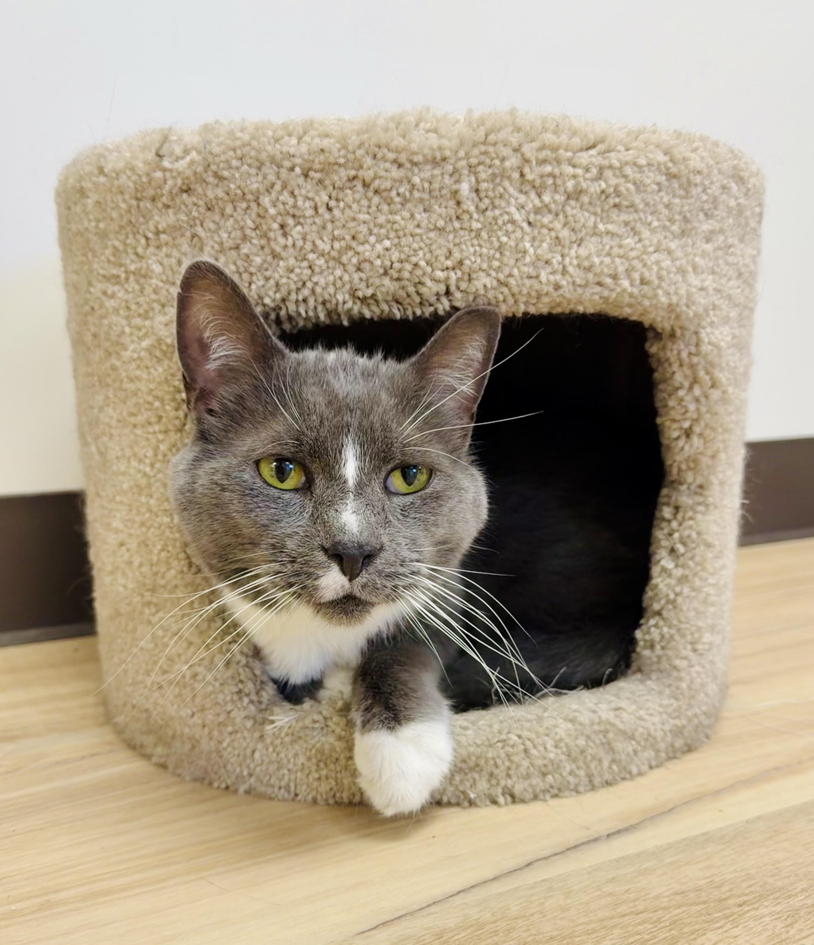 Zayne, a ADOPTABLE Tuxedo in Plainville, CT image 2/6