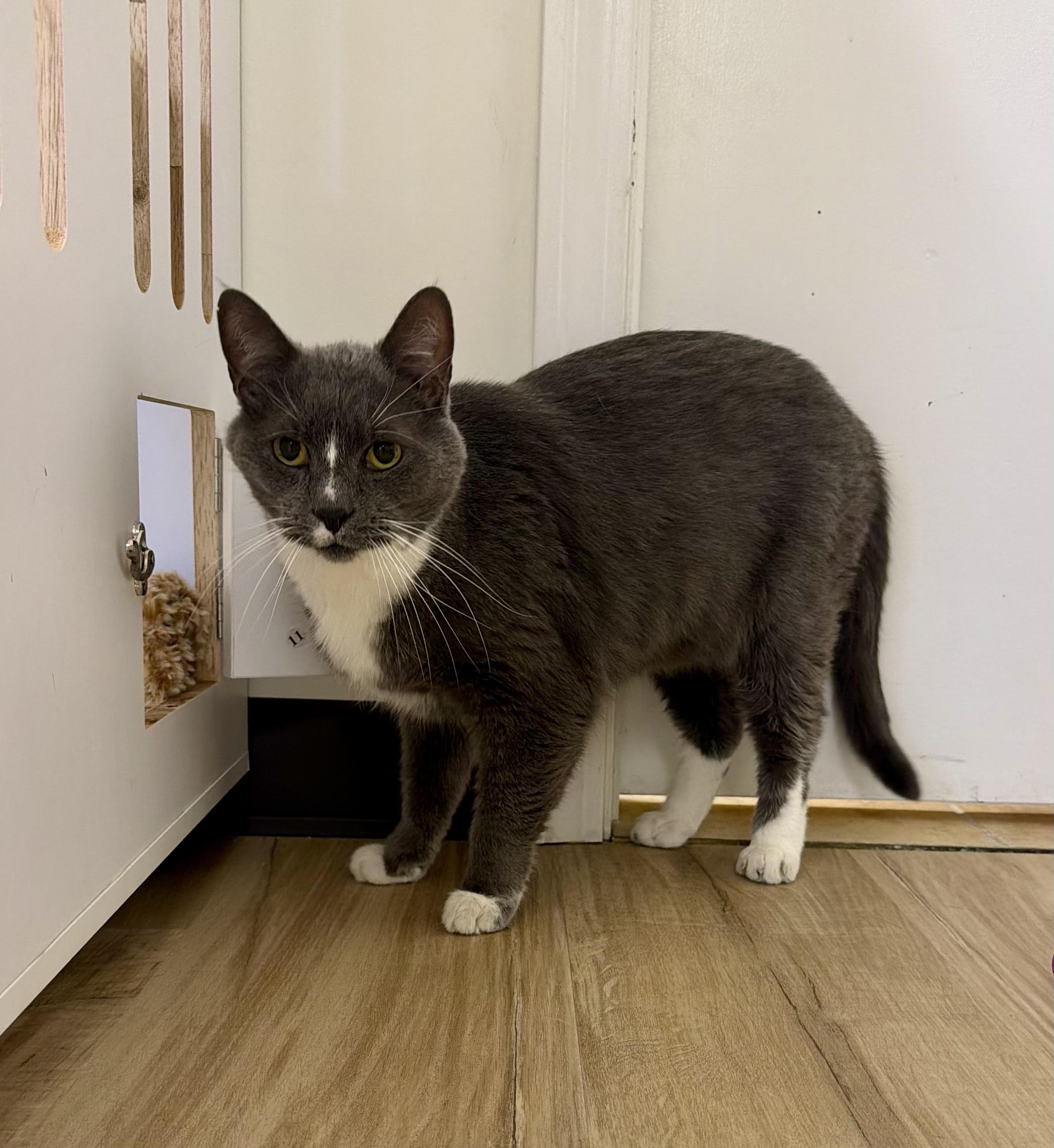 Zayne, a ADOPTABLE Tuxedo in Plainville, CT image 4/6