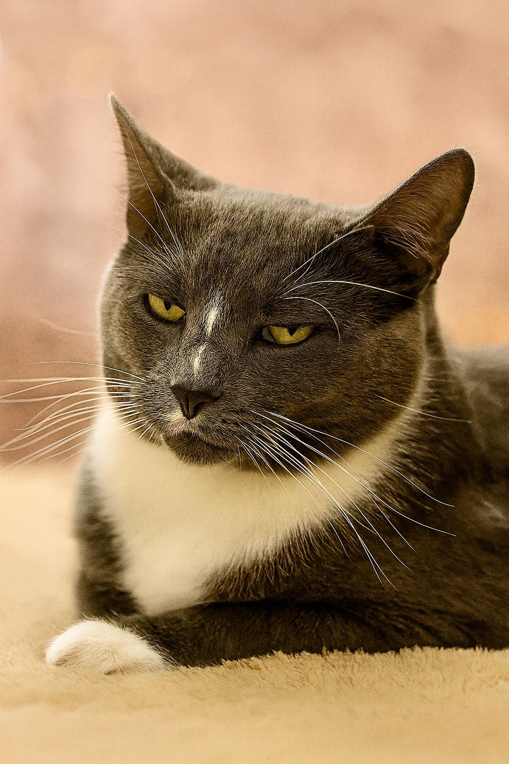 Zayne, a ADOPTABLE Tuxedo in Plainville, CT image 5/6