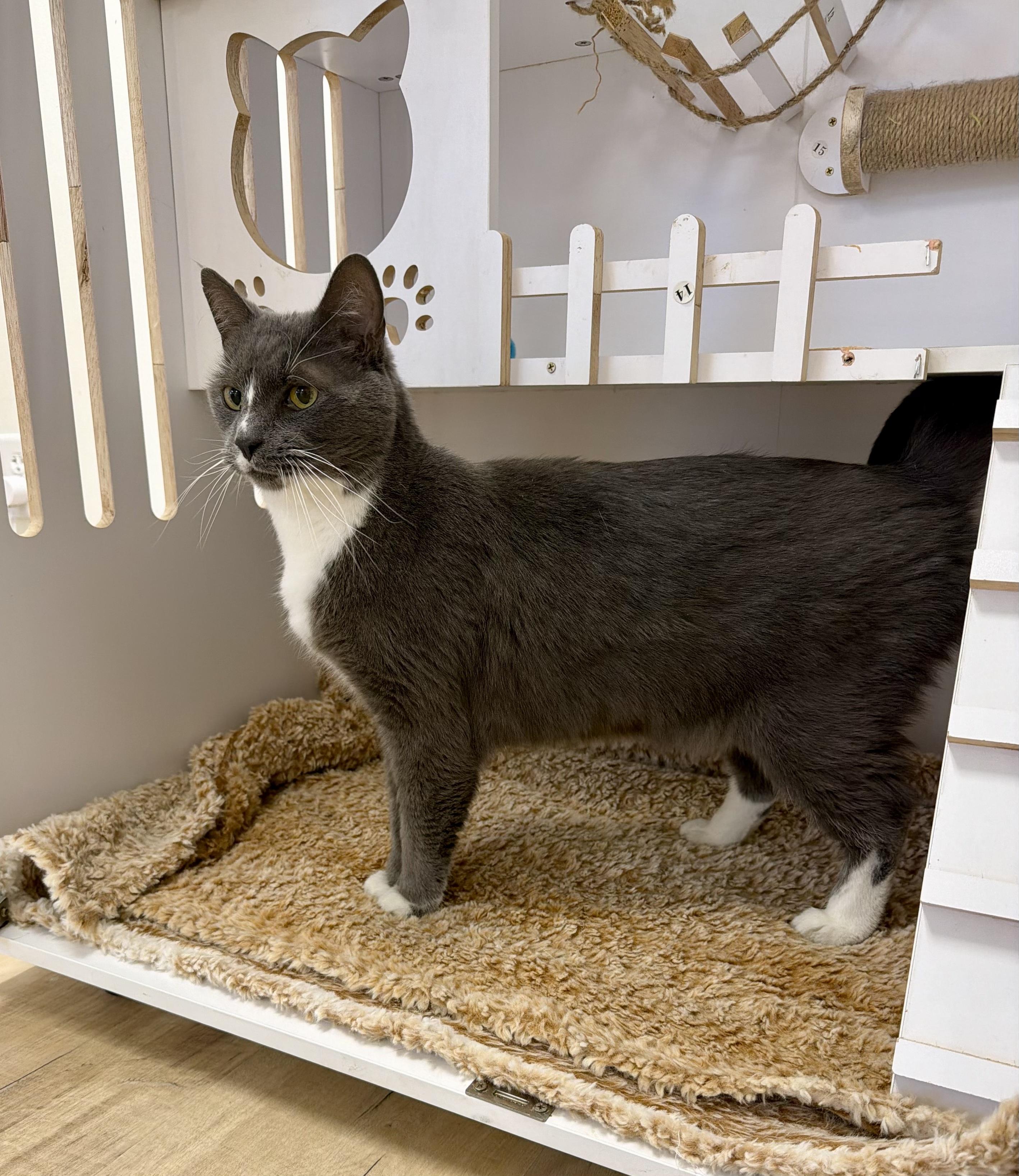 Zayne, a ADOPTABLE Tuxedo in Plainville, CT image 3/6