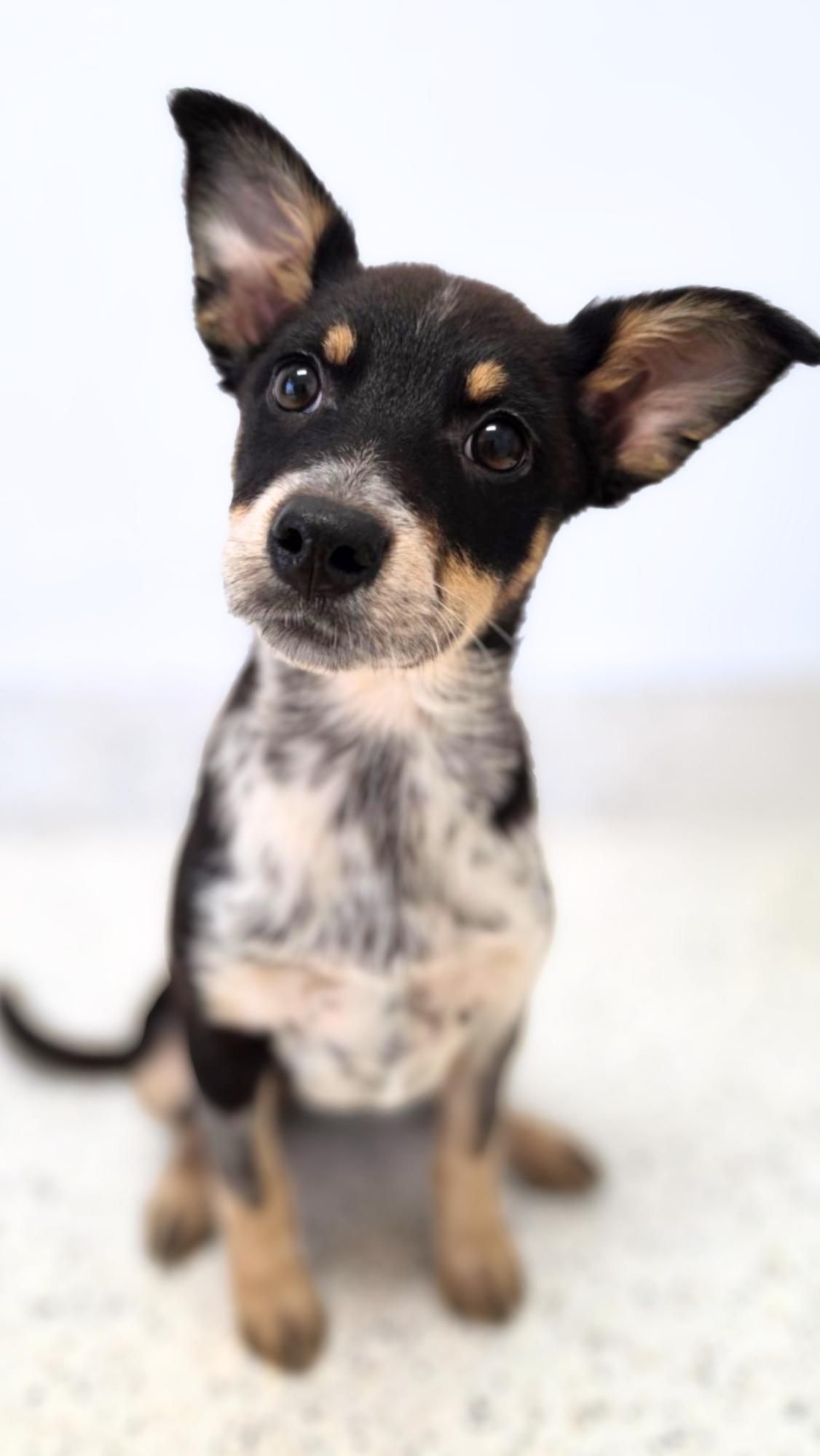 Enlarge Sahara, a Adopted Cattle Dog in Scottsdale, AZ image 2/2
