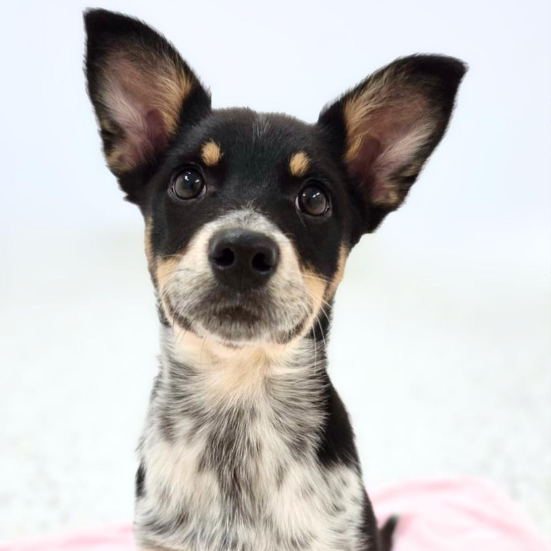 Sahara, Adopted, Puppy Female Cattle Dog.