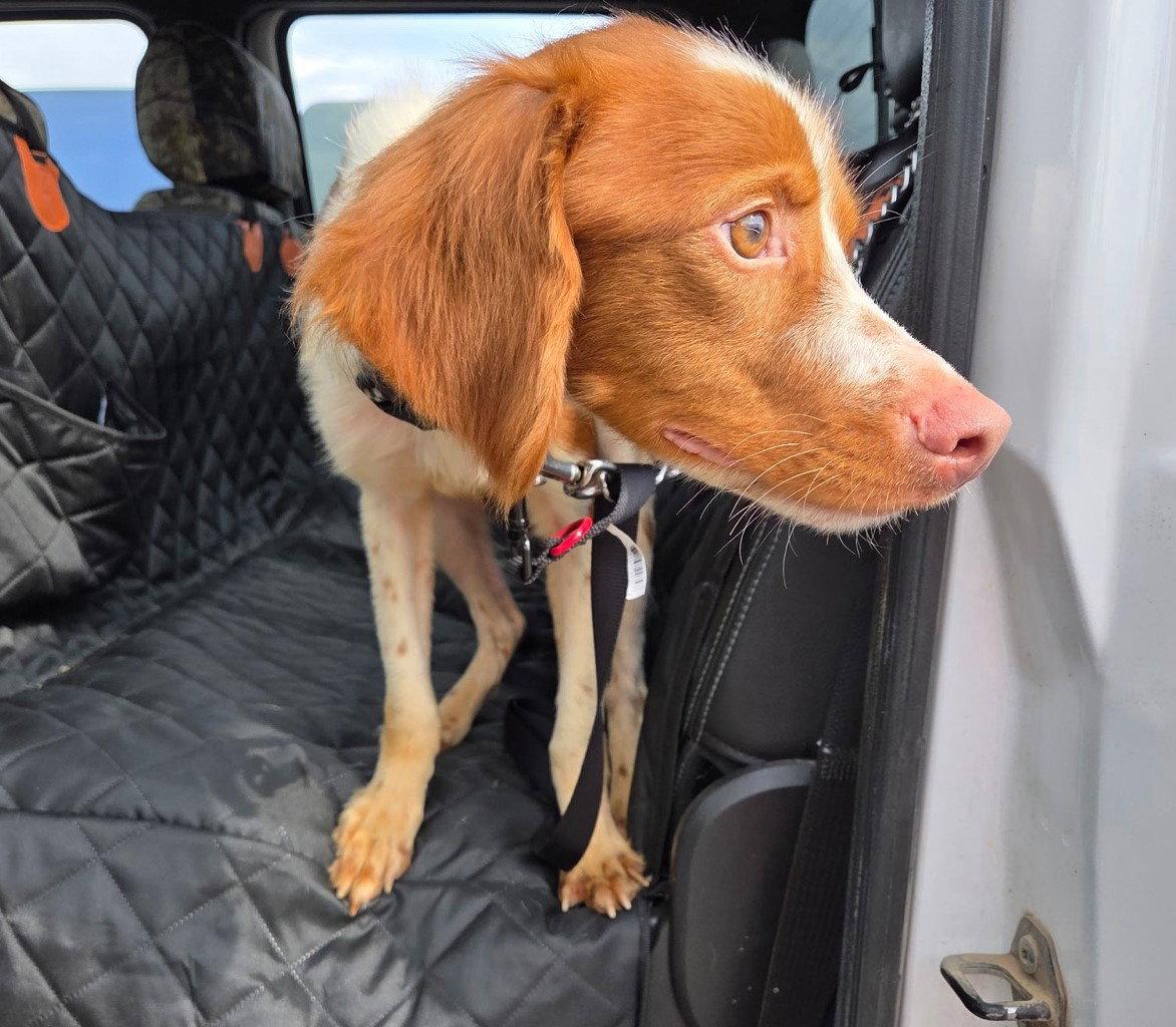 Enlarge KS/Gino aka Ziggy, a Adopted Brittany Spaniel in Baldwinsville, NY image 2/3