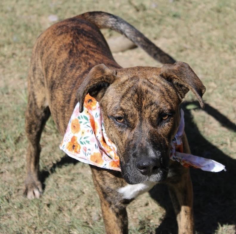 Lisa, a Adoptable mixed breed in Fairfax, VA image 2/6