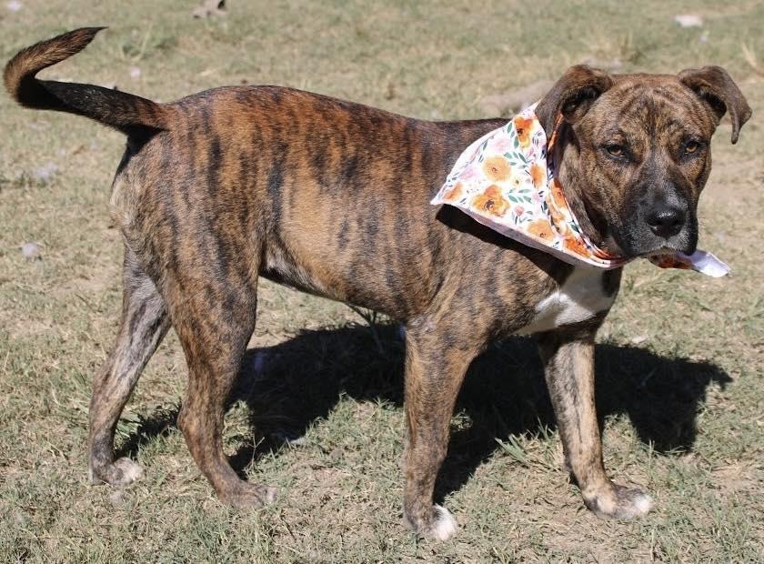 Lisa, a Adoptable mixed breed in Fairfax, VA image 4/6