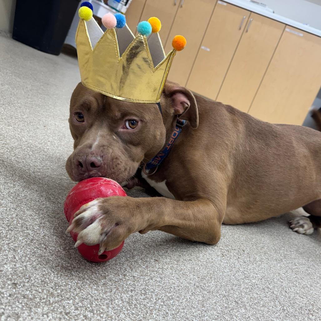 Arlo — thumbnail 2