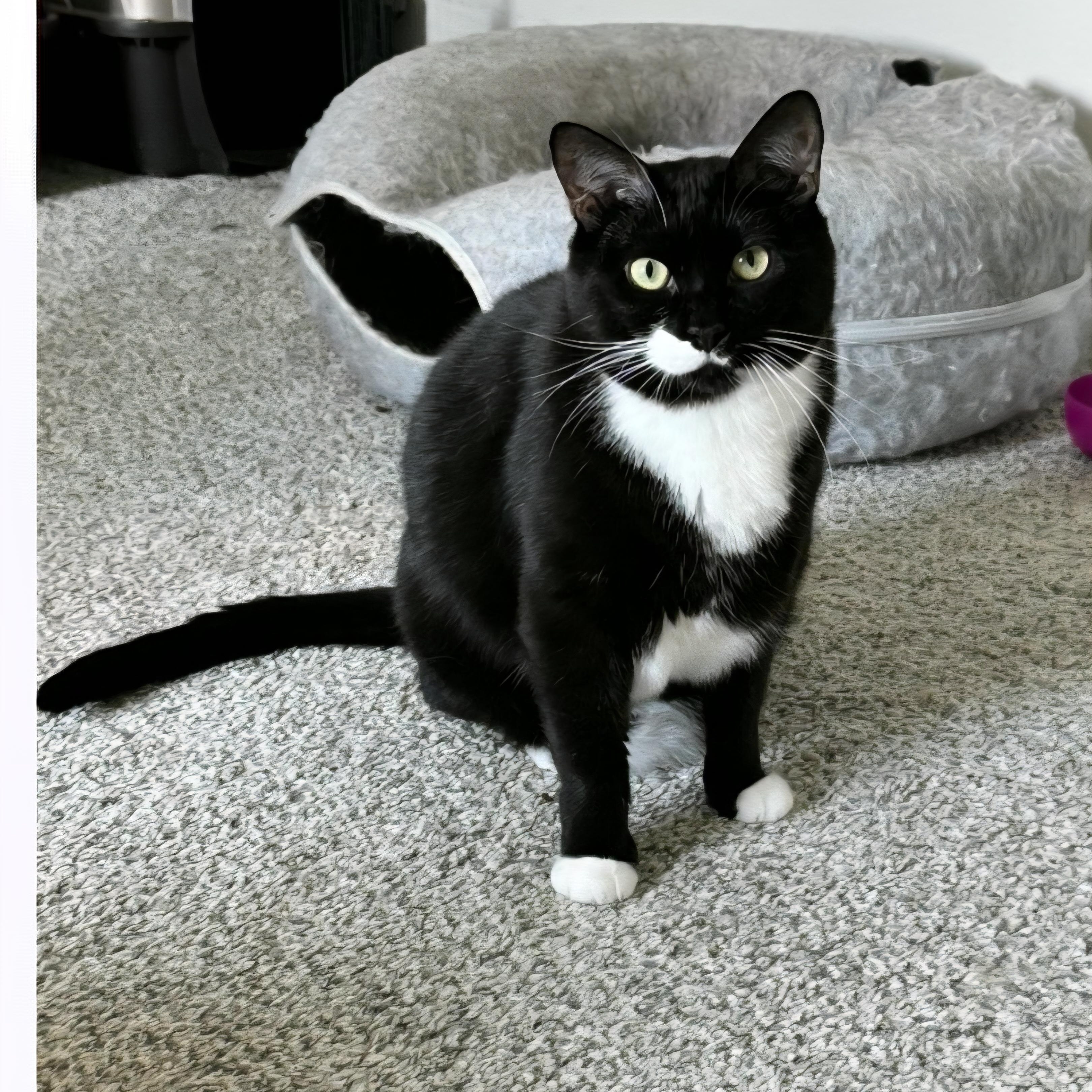 Enlarge Splash, a Adoptable Tuxedo in Magnolia, TX image 1/1