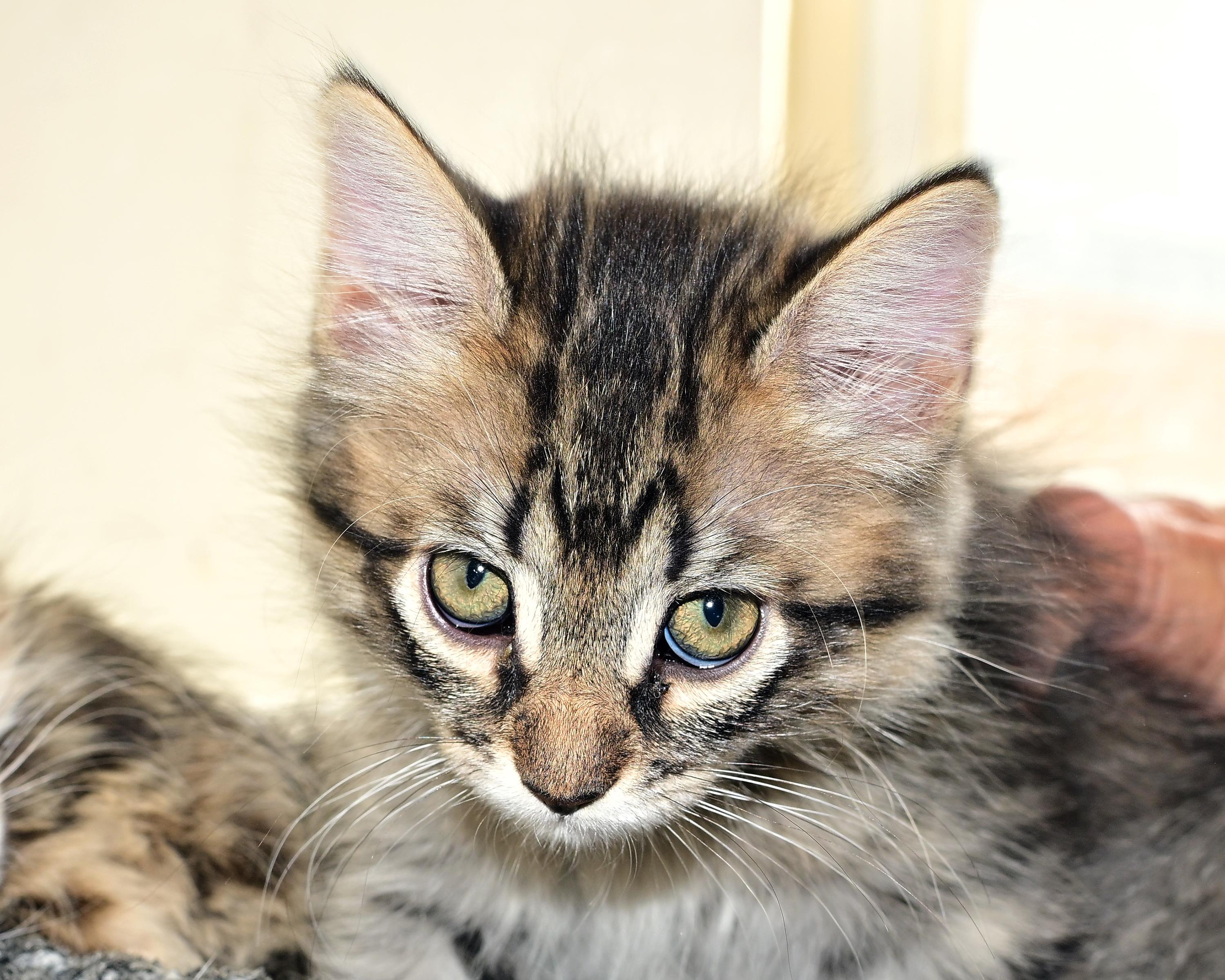 Shelly Summer and Shiloh - Three Little Kittens, adopted, Young Female Domestic Short Hair.