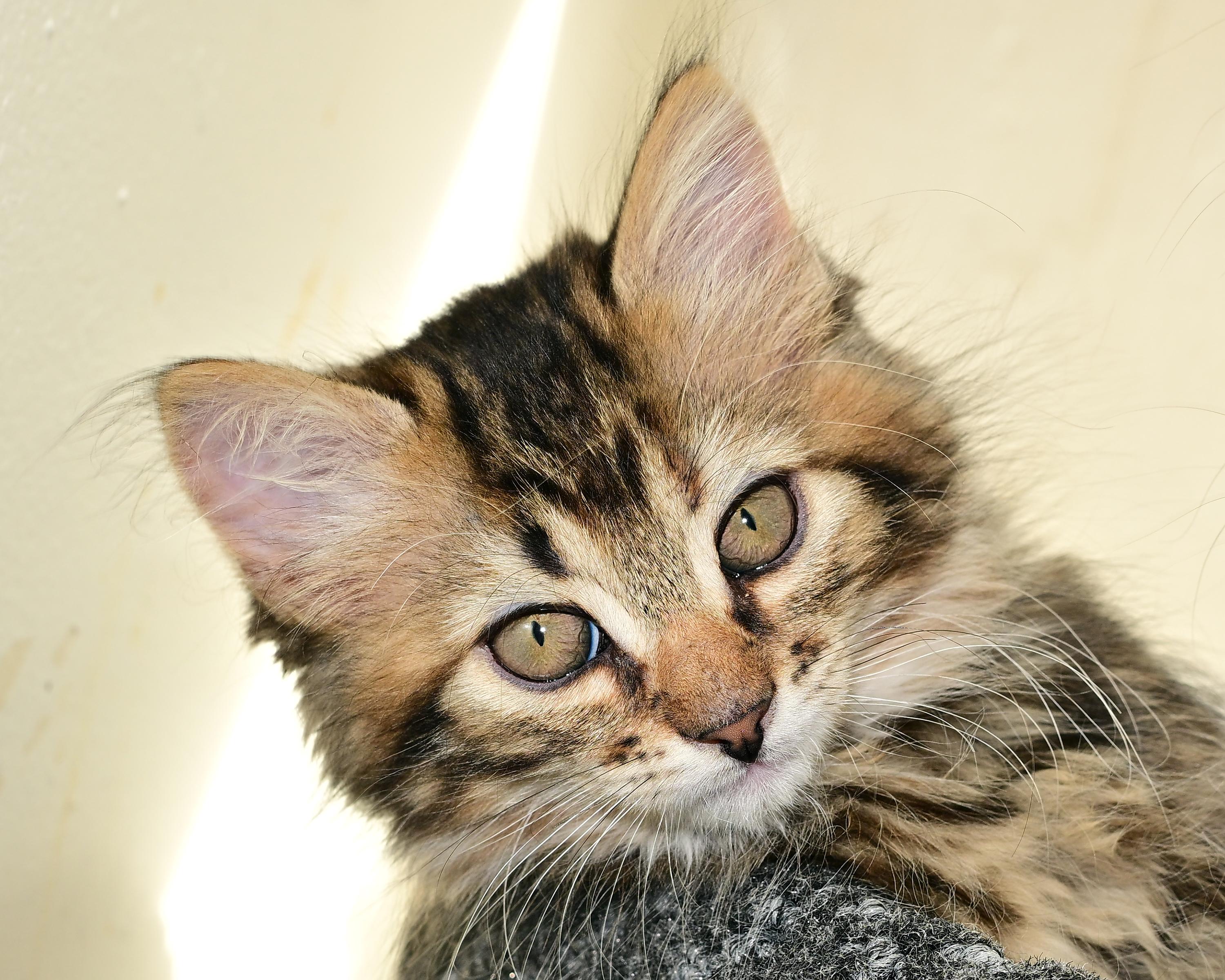 Shelly Summer and Shiloh - Three Little Kittens, an adopted Domestic Short Hair in Corrales, NM image 2/3