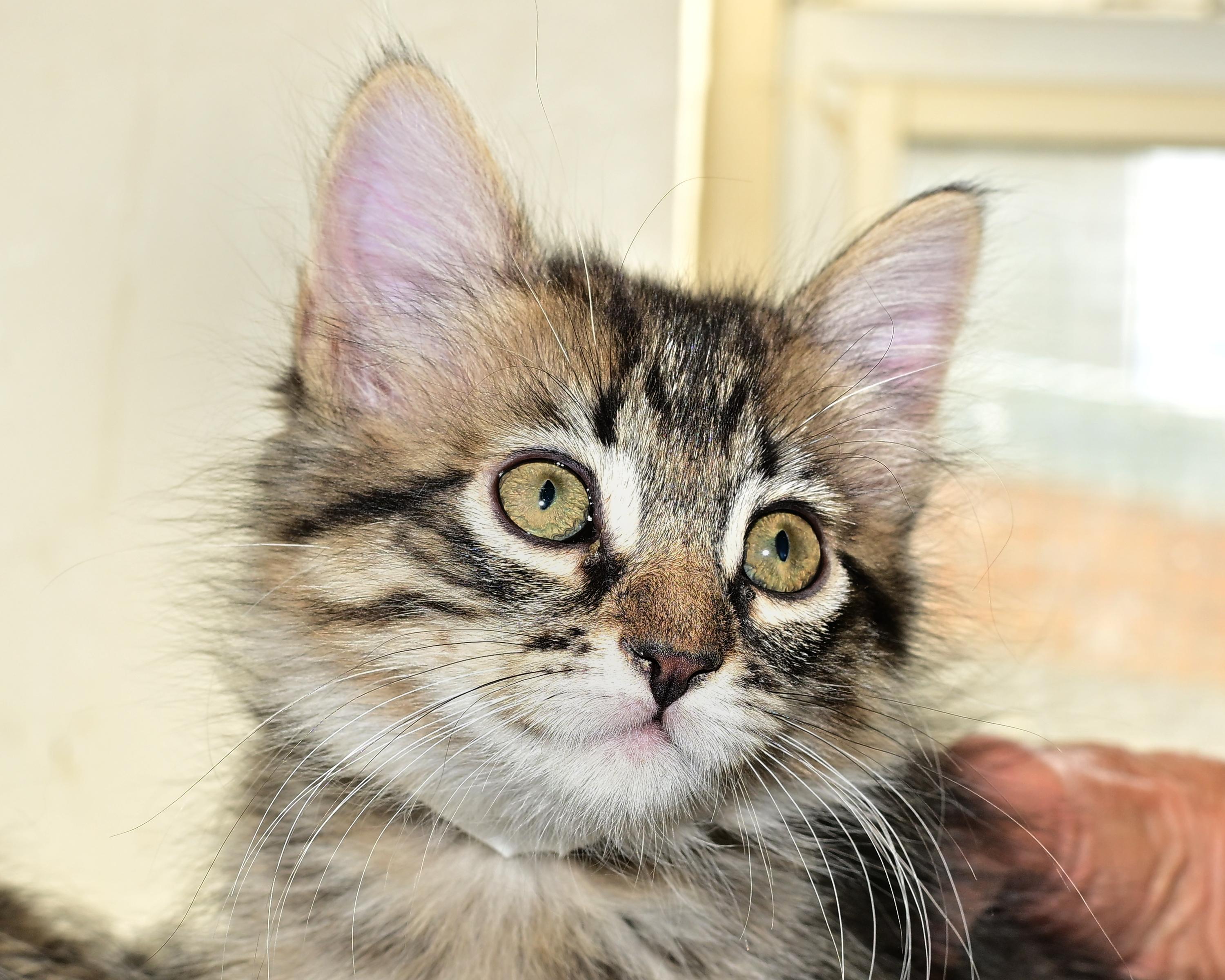 Shelly Summer and Shiloh - Three Little Kittens, an adopted Domestic Short Hair in Corrales, NM image 3/3