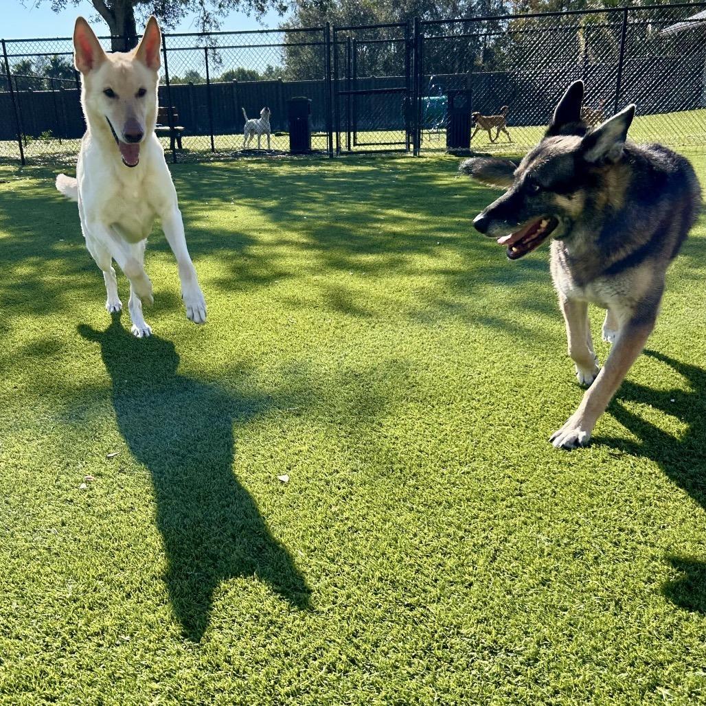 Boonk — thumbnail 3