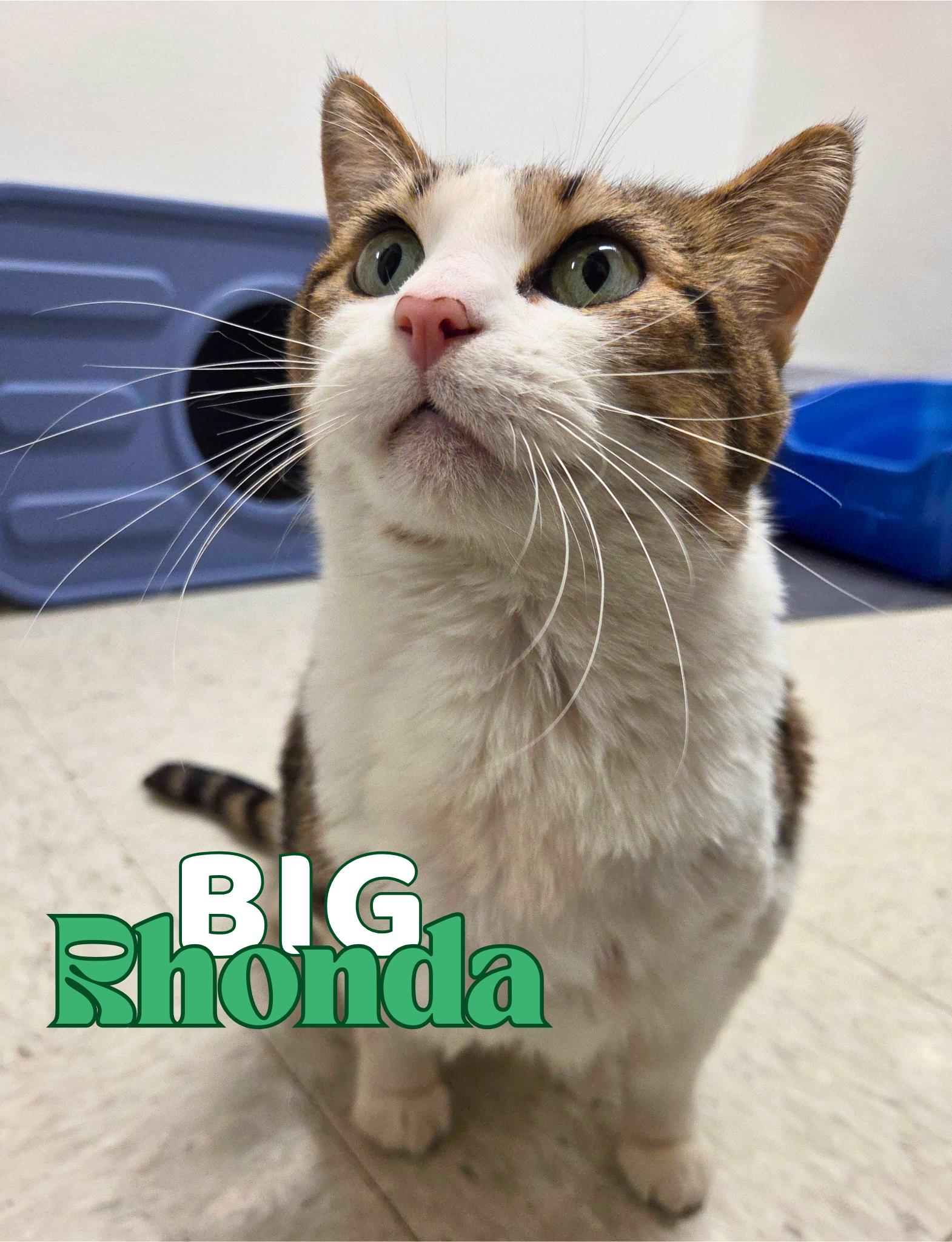 Enlarge Big Rhonda, a ADOPTABLE Domestic Short Hair in Nevada, IA image 1/1