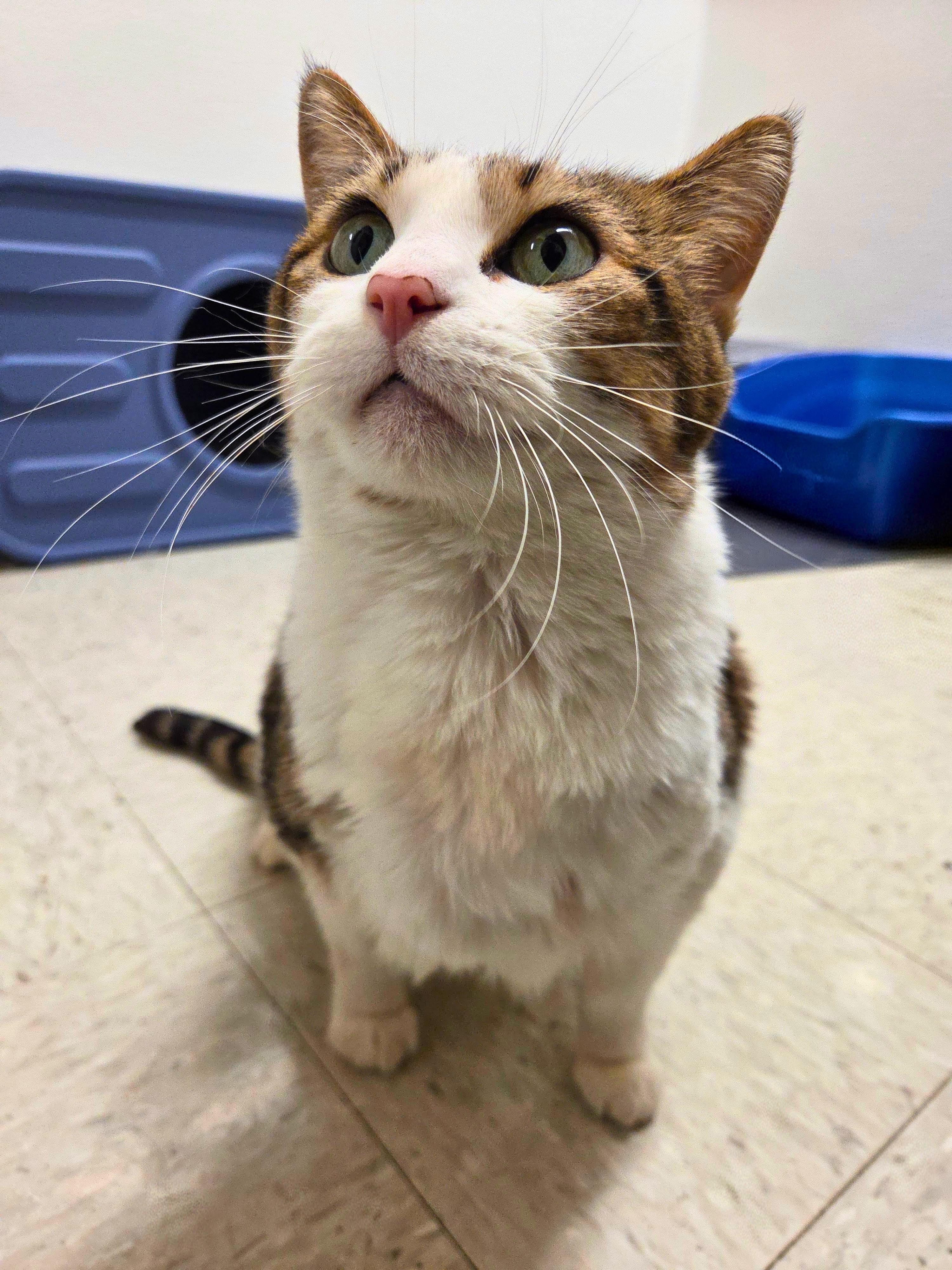 Enlarge Big Rhonda, a Adoptable Domestic Short Hair in Nevada, IA image 2/6