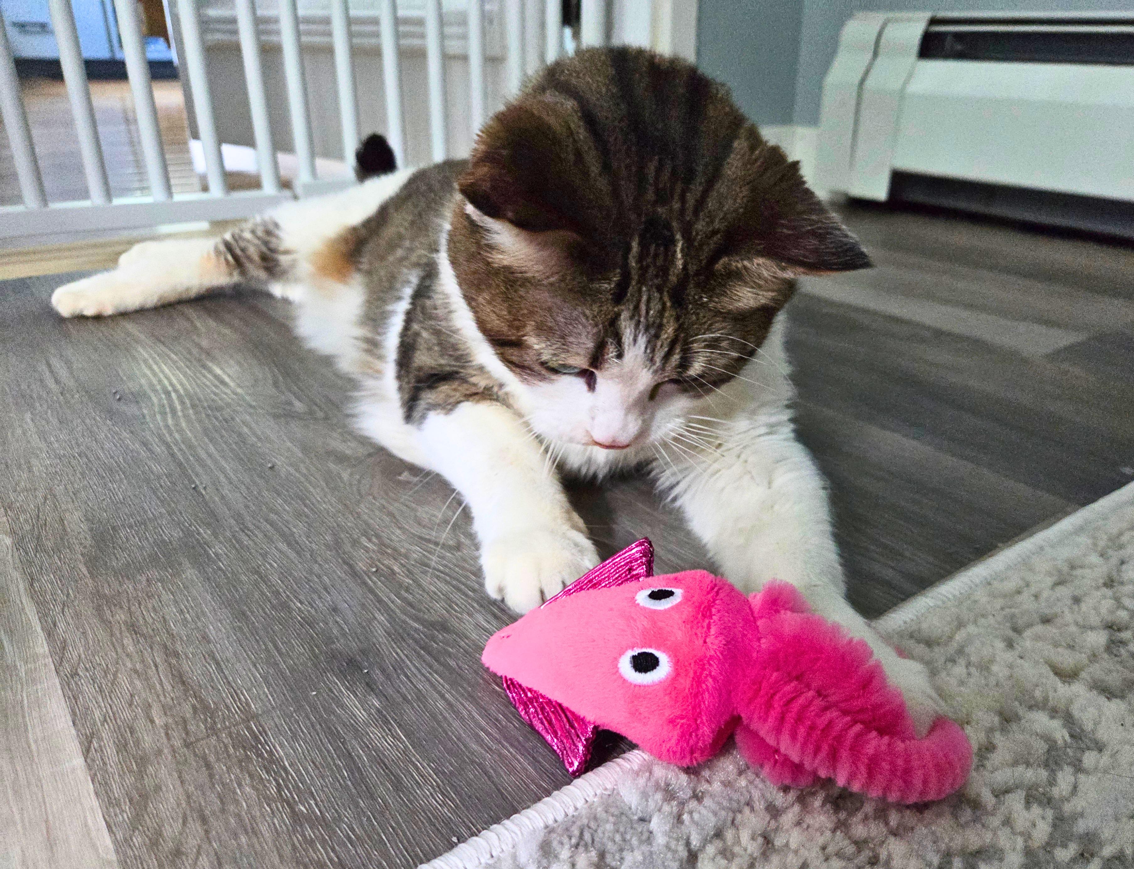 Big Rhonda, a ADOPTABLE Domestic Short Hair in Nevada, IA image 3/6