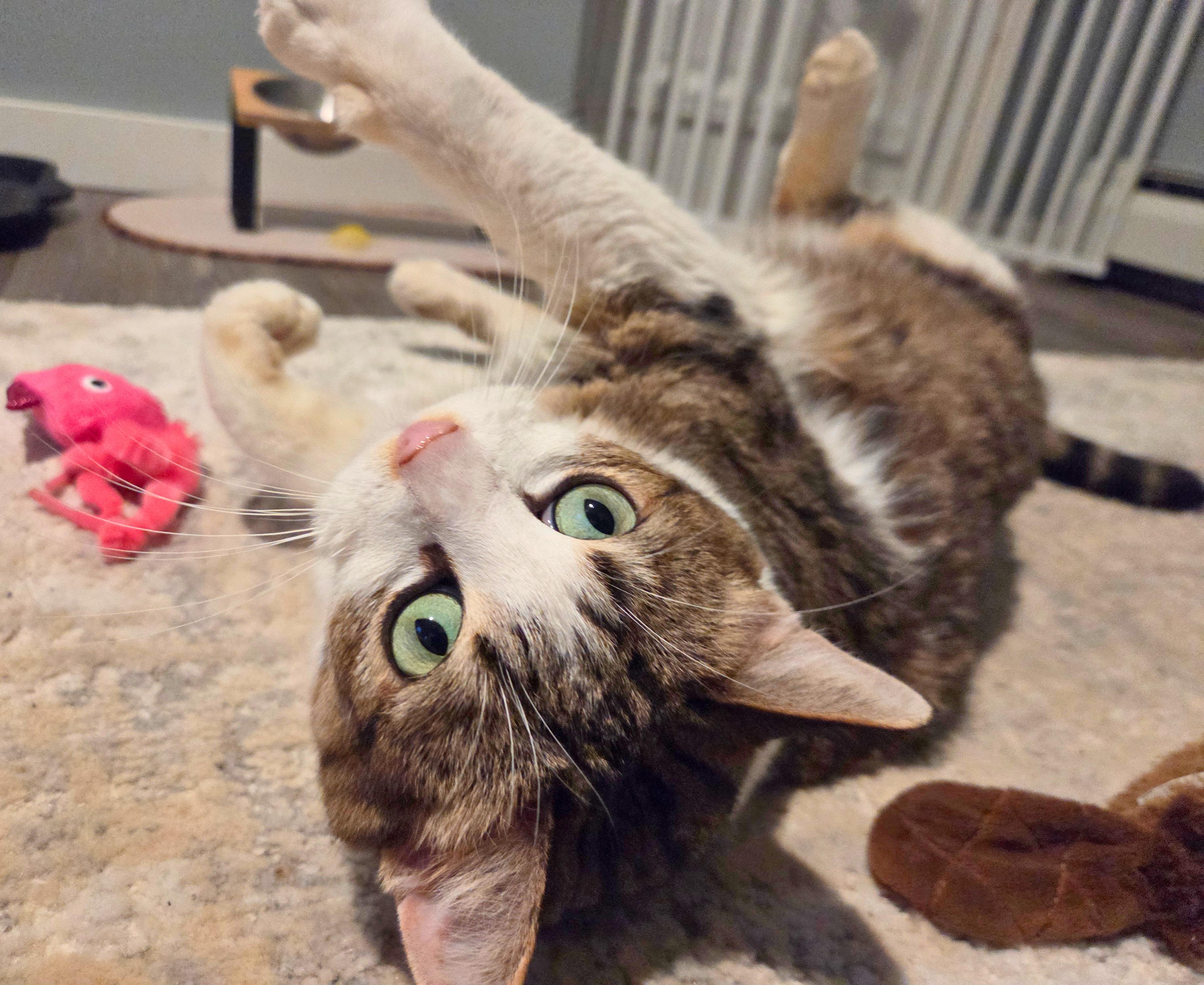 Big Rhonda, a ADOPTABLE Domestic Short Hair in Nevada, IA image 6/6