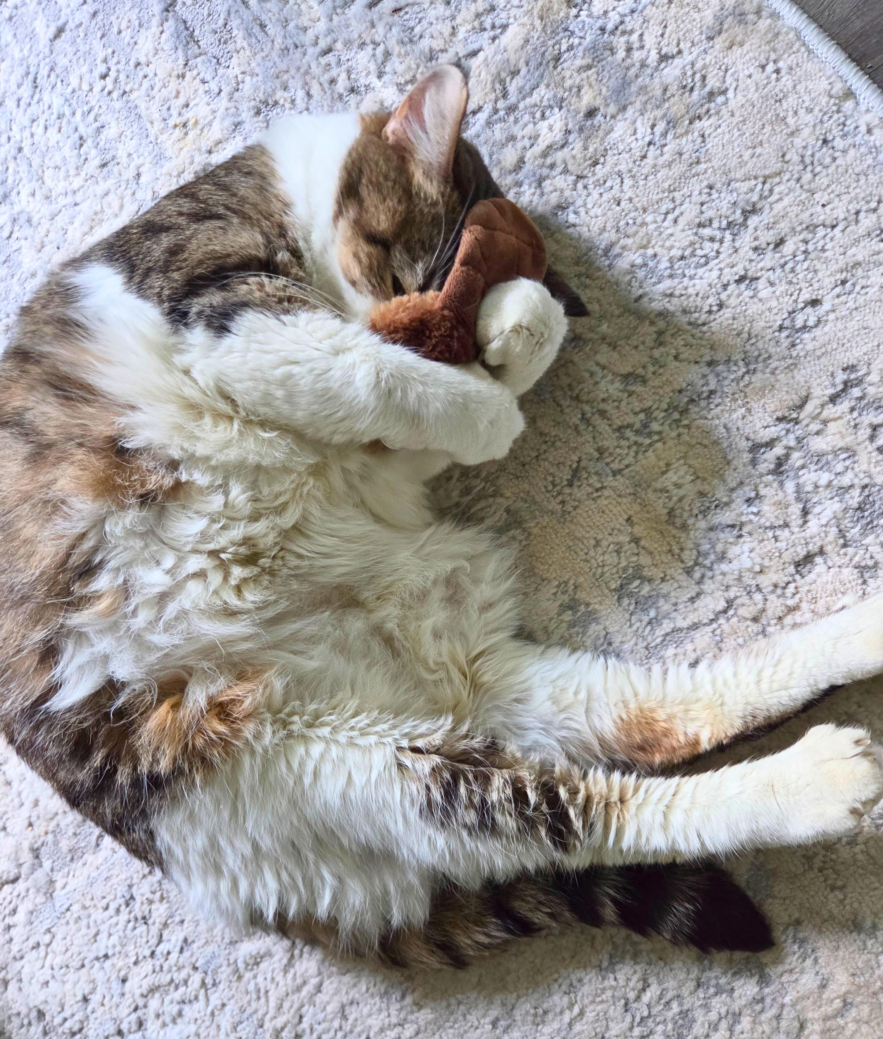 Big Rhonda, a ADOPTABLE Domestic Short Hair in Nevada, IA image 4/6