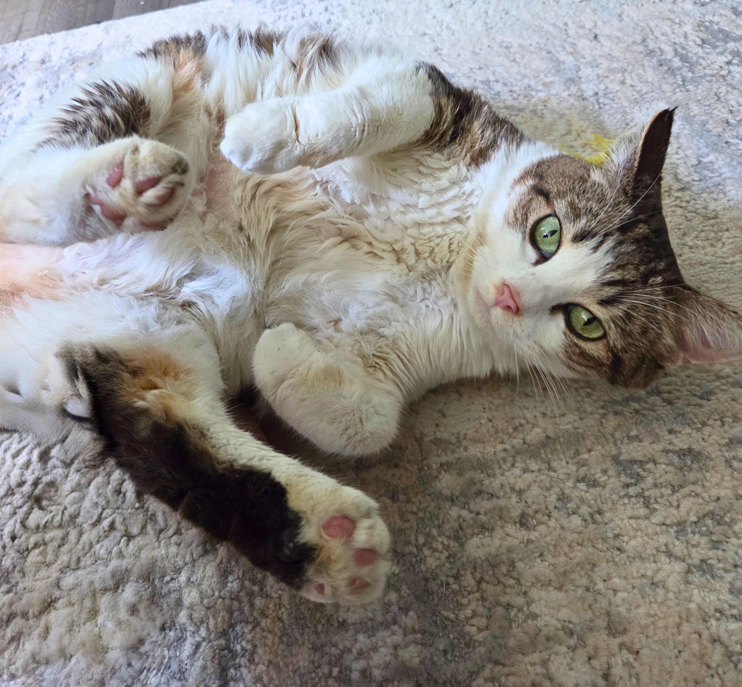 Big Rhonda, a ADOPTABLE Domestic Short Hair in Nevada, IA image 5/6