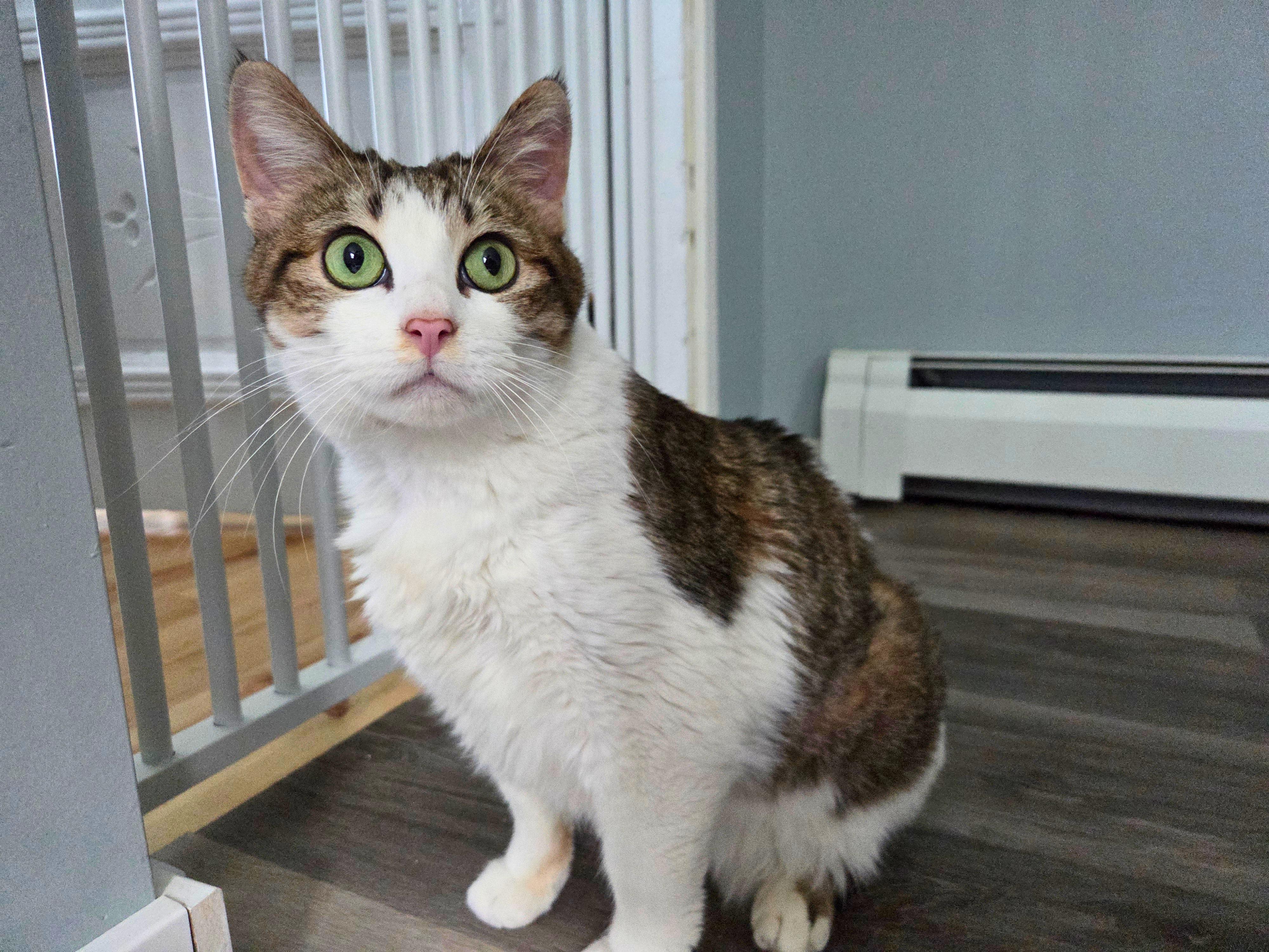 Big Rhonda, a ADOPTABLE Domestic Short Hair in Nevada, IA image 2/6