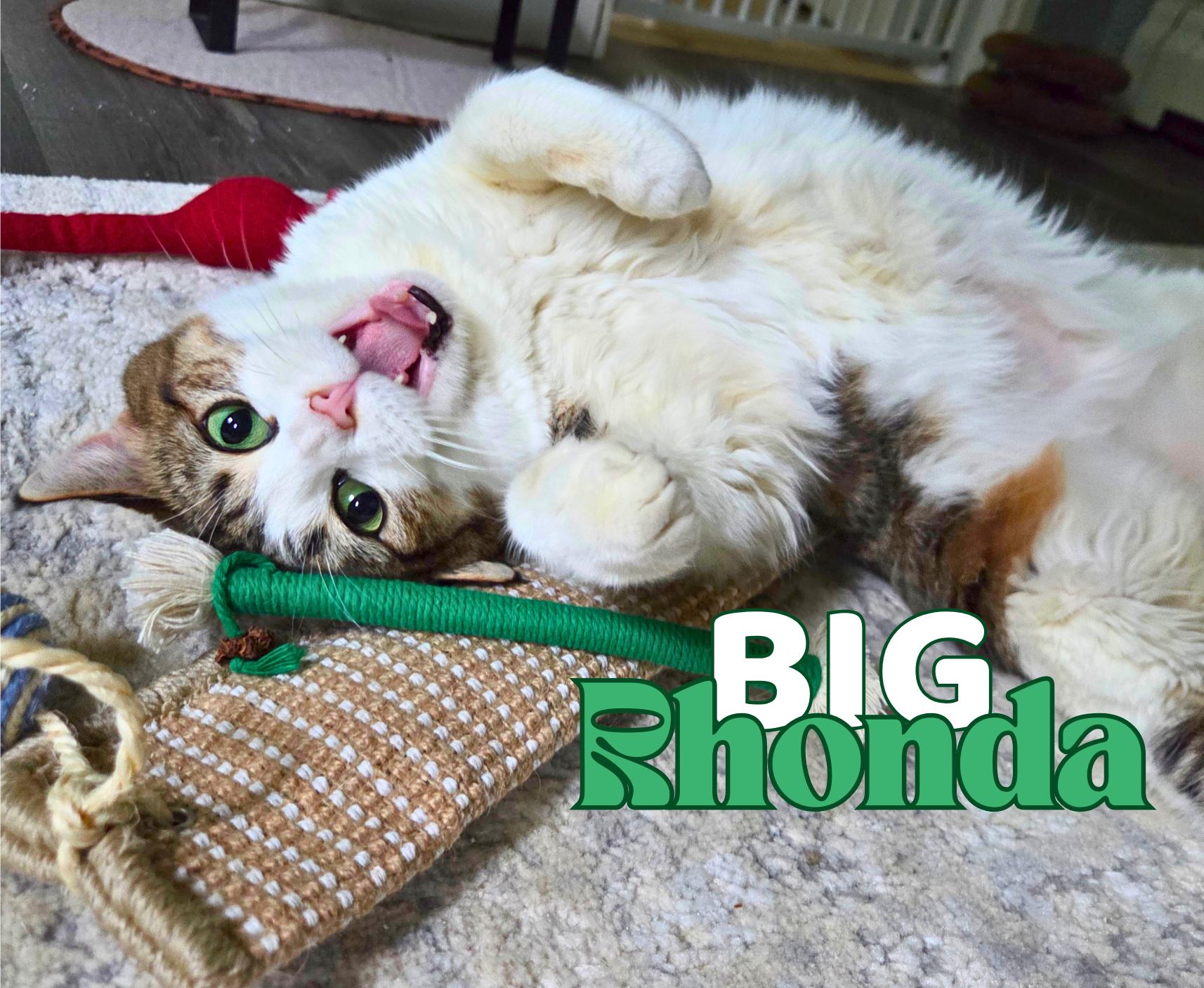 Big Rhonda, Adoptable, Adult Female Domestic Short Hair.