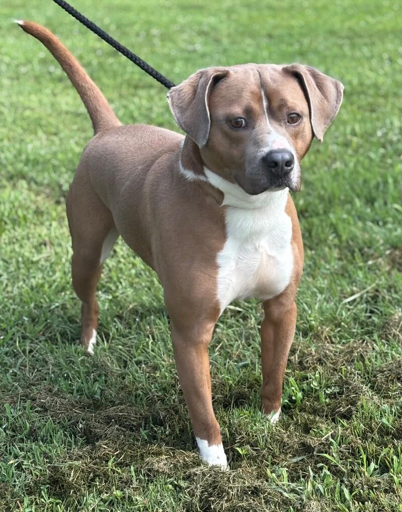Enlarge Doobie, a Adoptable mixed breed in Disputanta, VA image 1/6