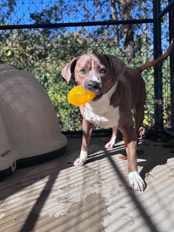 Enlarge Doobie, a Adoptable mixed breed in Disputanta, VA image 2/6