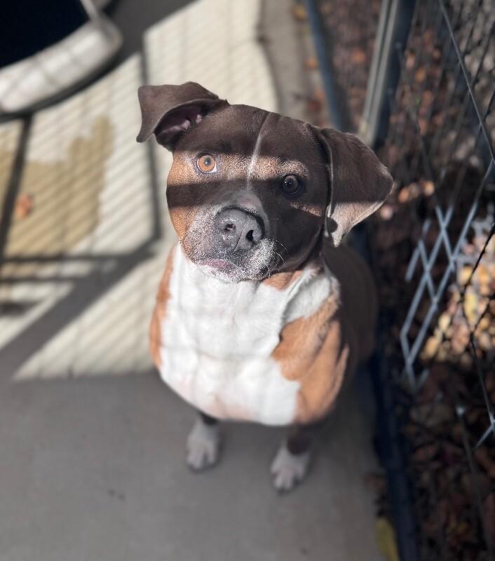 Enlarge Doobie, a Adoptable mixed breed in Disputanta, VA image 3/6