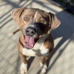 Enlarge Doobie, a Adoptable mixed breed in Disputanta, VA image 5/6