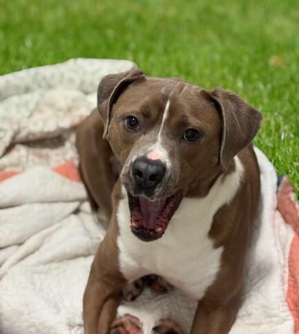 Enlarge Doobie, a Adoptable mixed breed in Disputanta, VA image 6/6