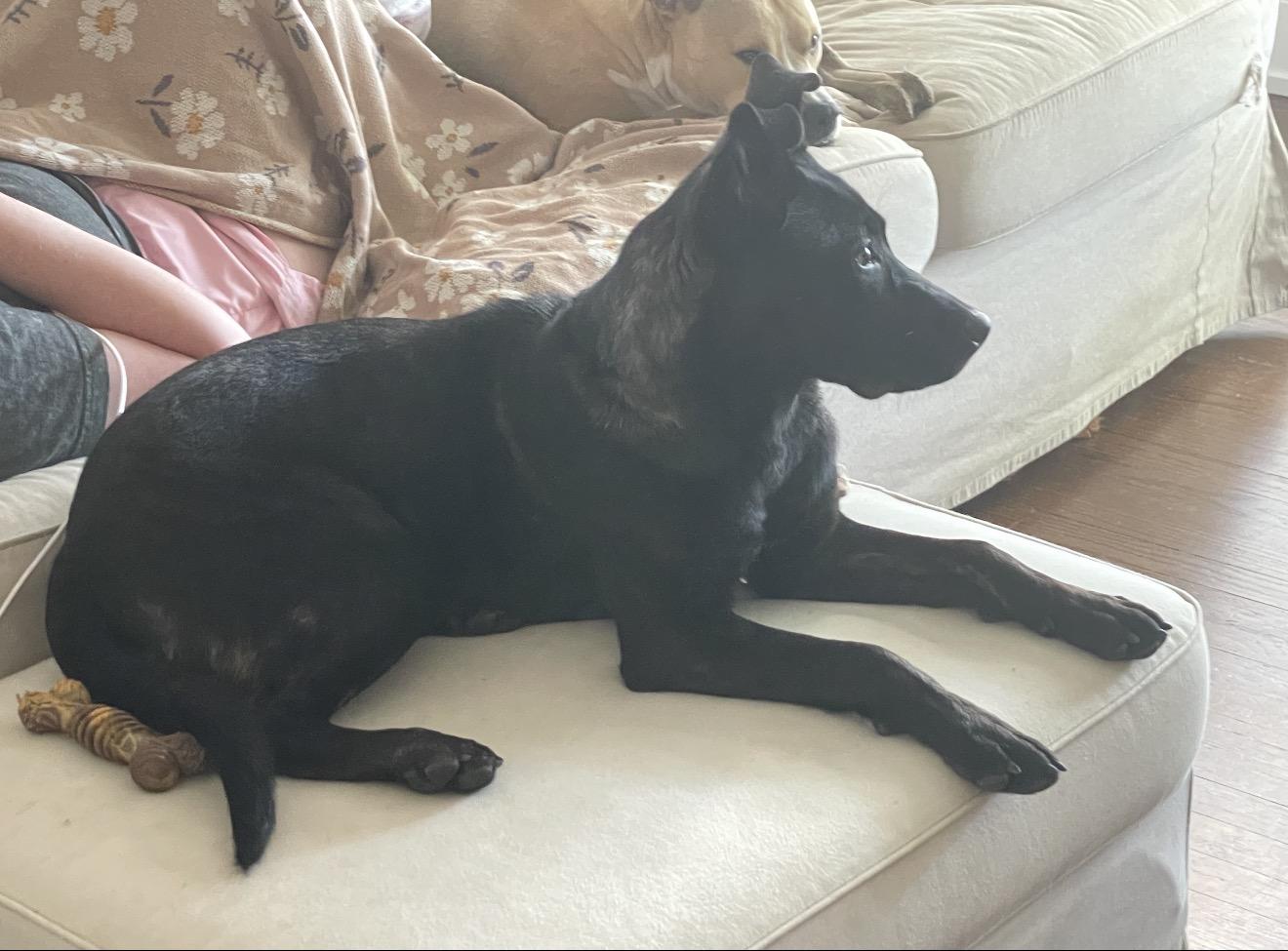 Sadie, Adoptable, Young Female Pit Bull Terrier & German Shepherd Dog.