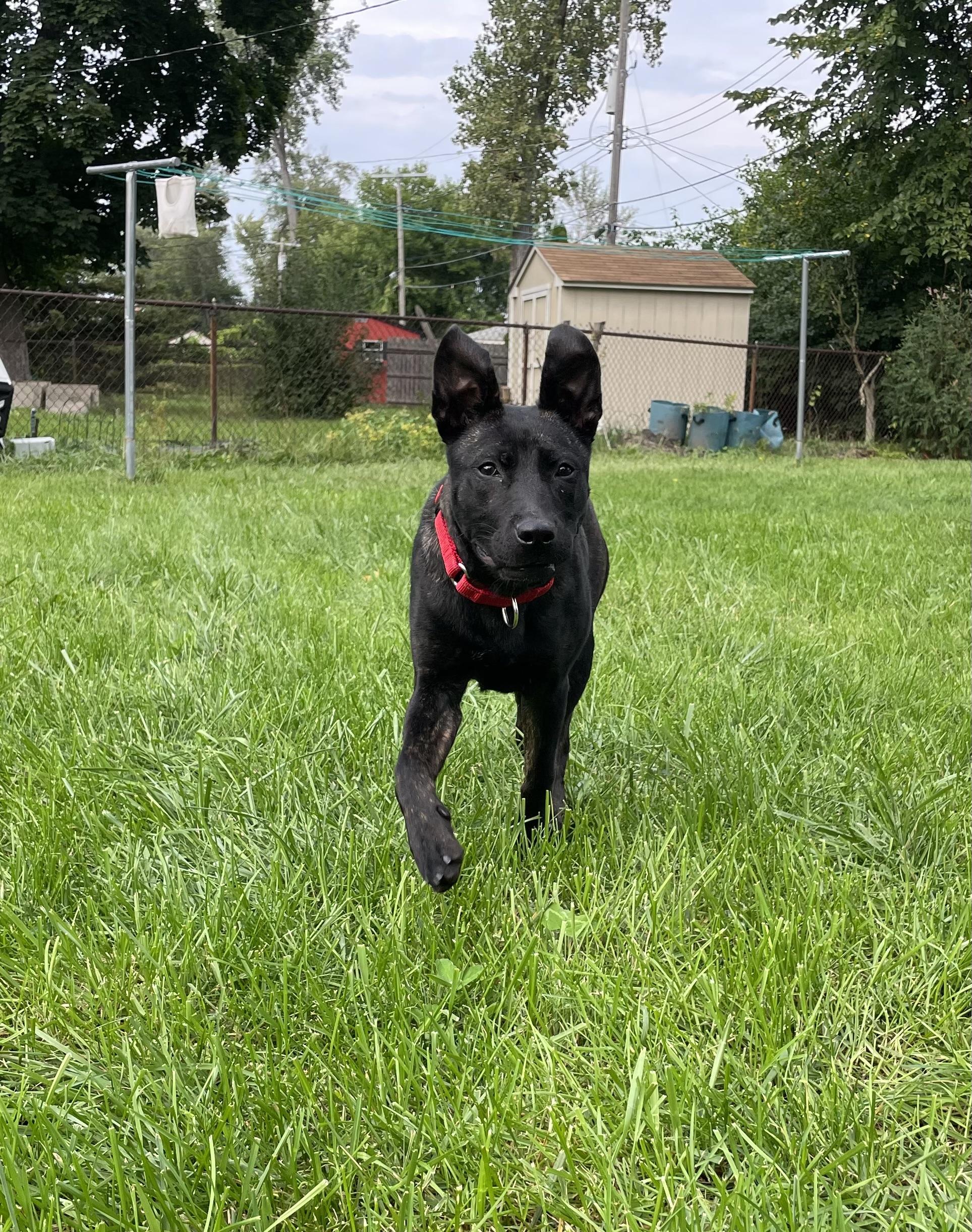 Enlarge Sadie, a Adoptable mixed breed in Troy, MI image 2/6