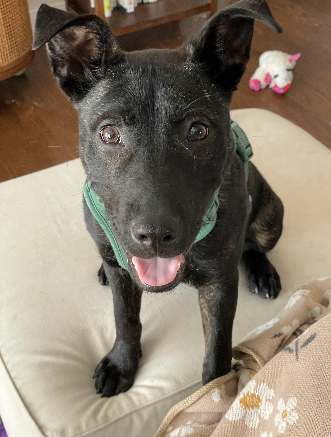 Enlarge Sadie, a Adoptable mixed breed in Troy, MI image 3/6