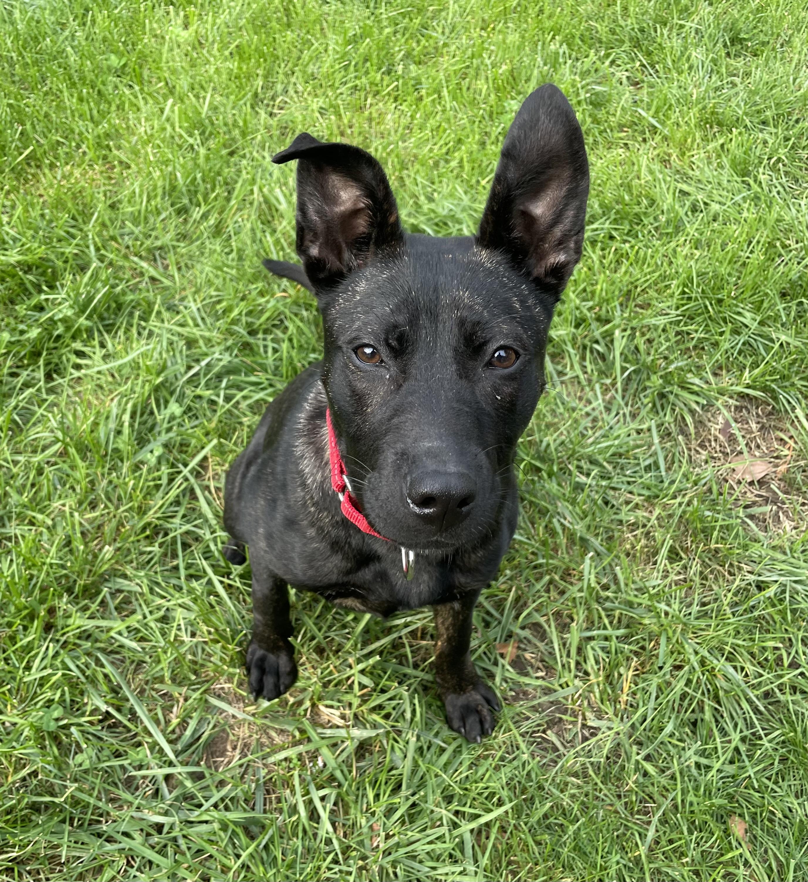 Enlarge Sadie, a Adoptable mixed breed in Troy, MI image 4/6