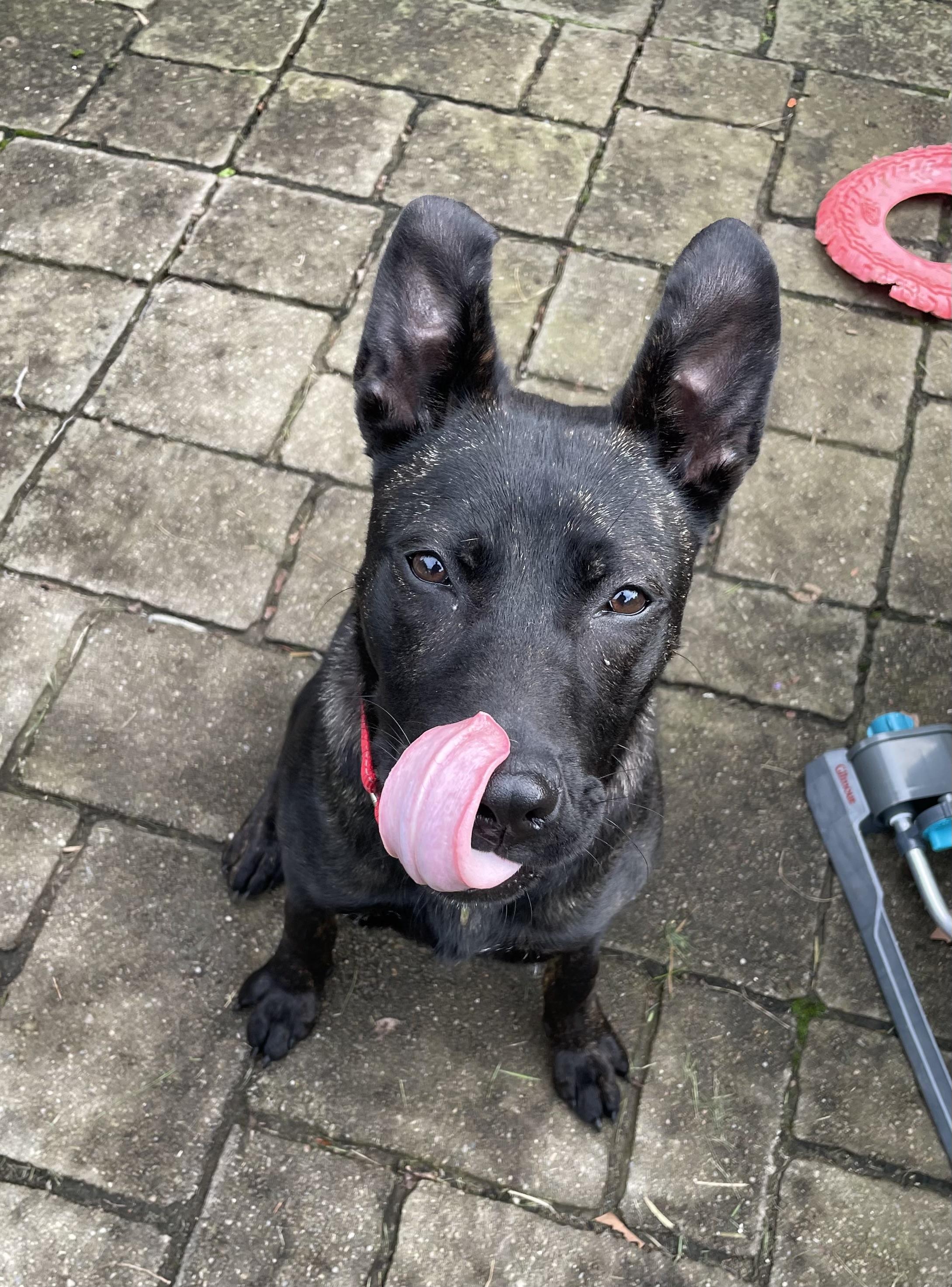 Enlarge Sadie, a Adoptable mixed breed in Troy, MI image 5/6