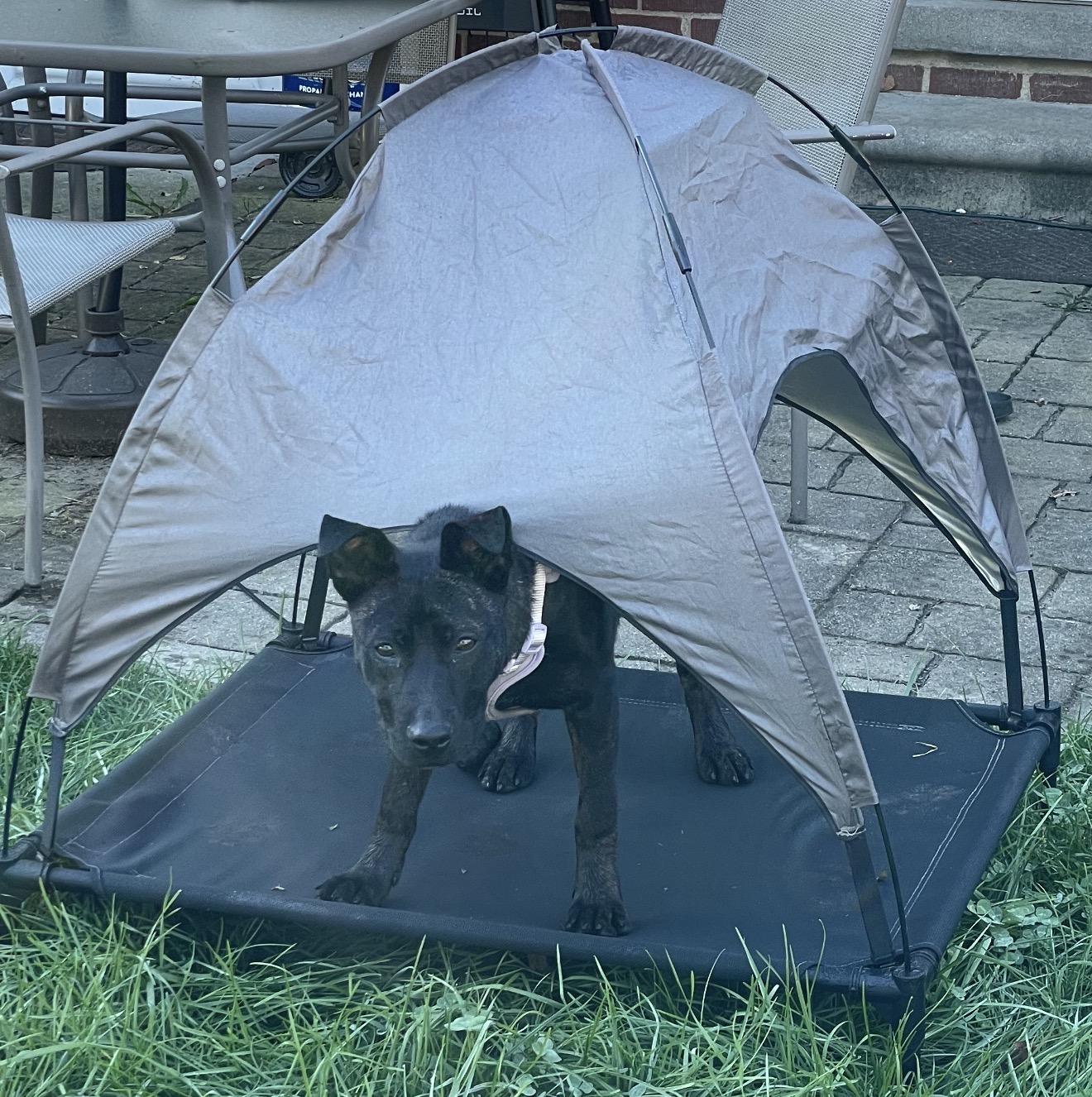 Enlarge Sadie, a Adoptable mixed breed in Troy, MI image 6/6